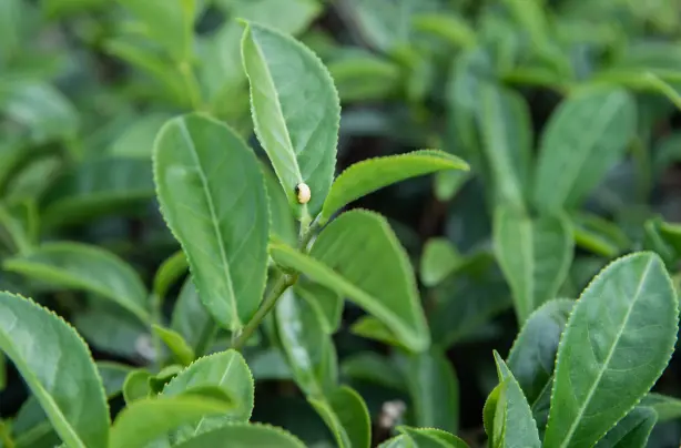 慢生活体验哪几家值得去？手作茶道这摊水，比你想象的深